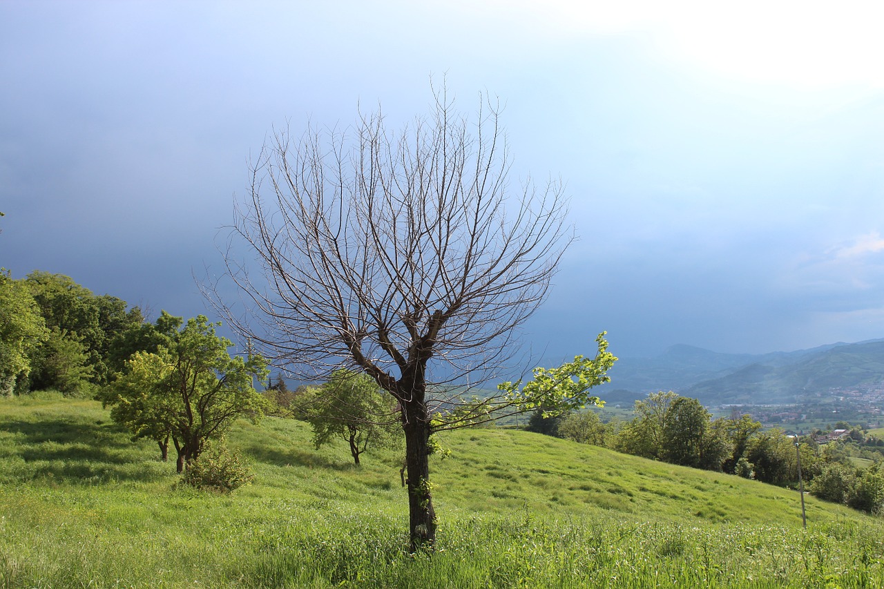 landscape tree hill free photo