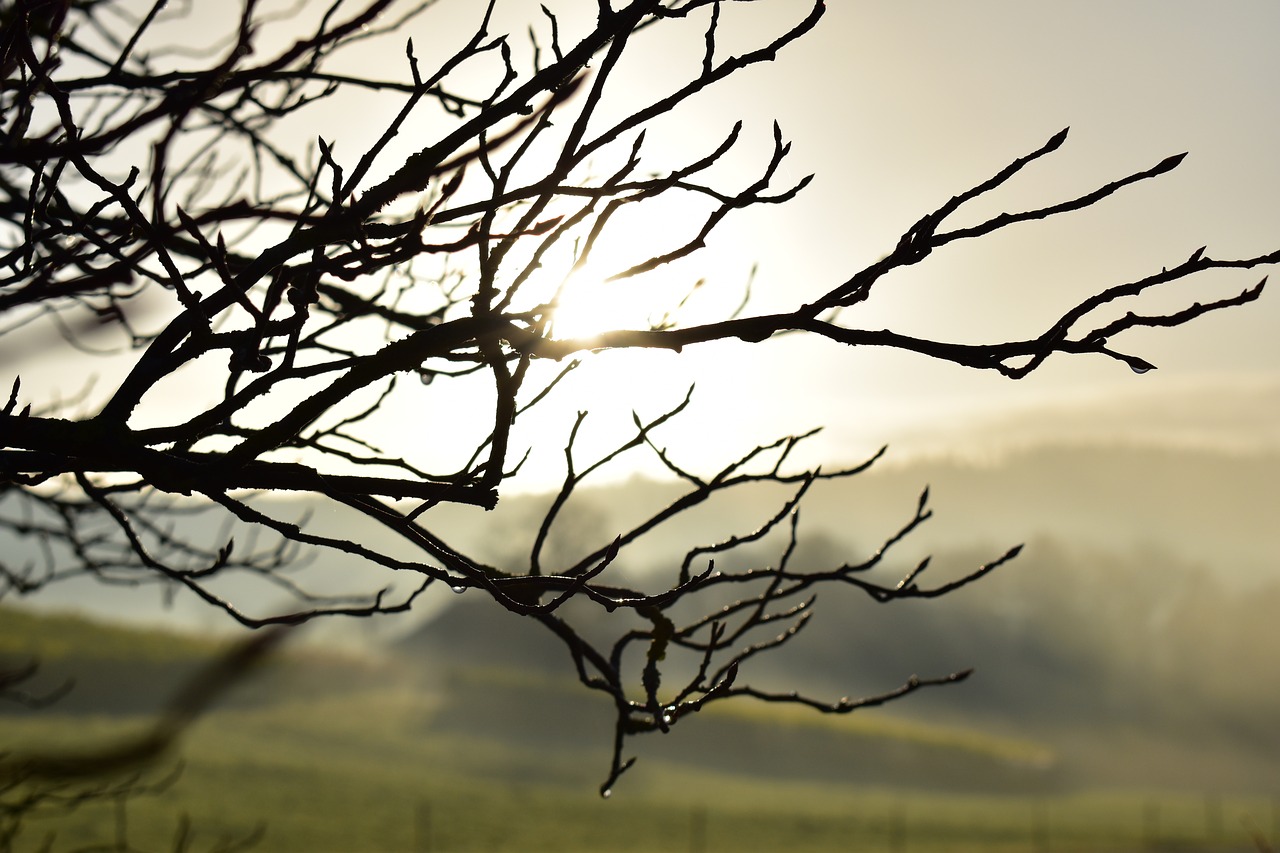 landscape fog morning sun free photo