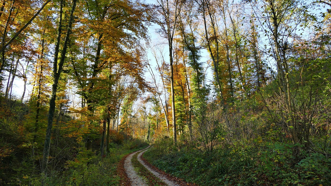 landscape forest trees free photo