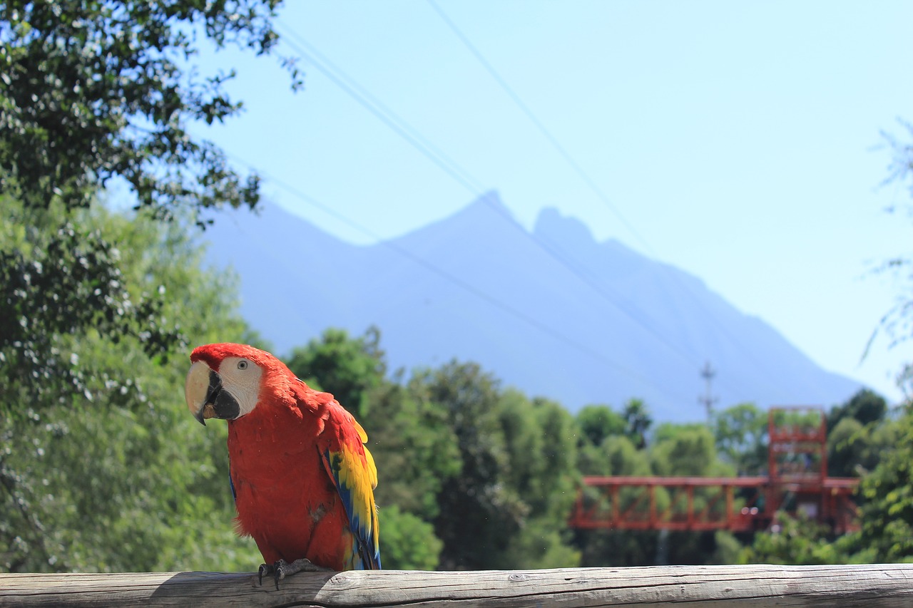 landscape ave macaw free photo