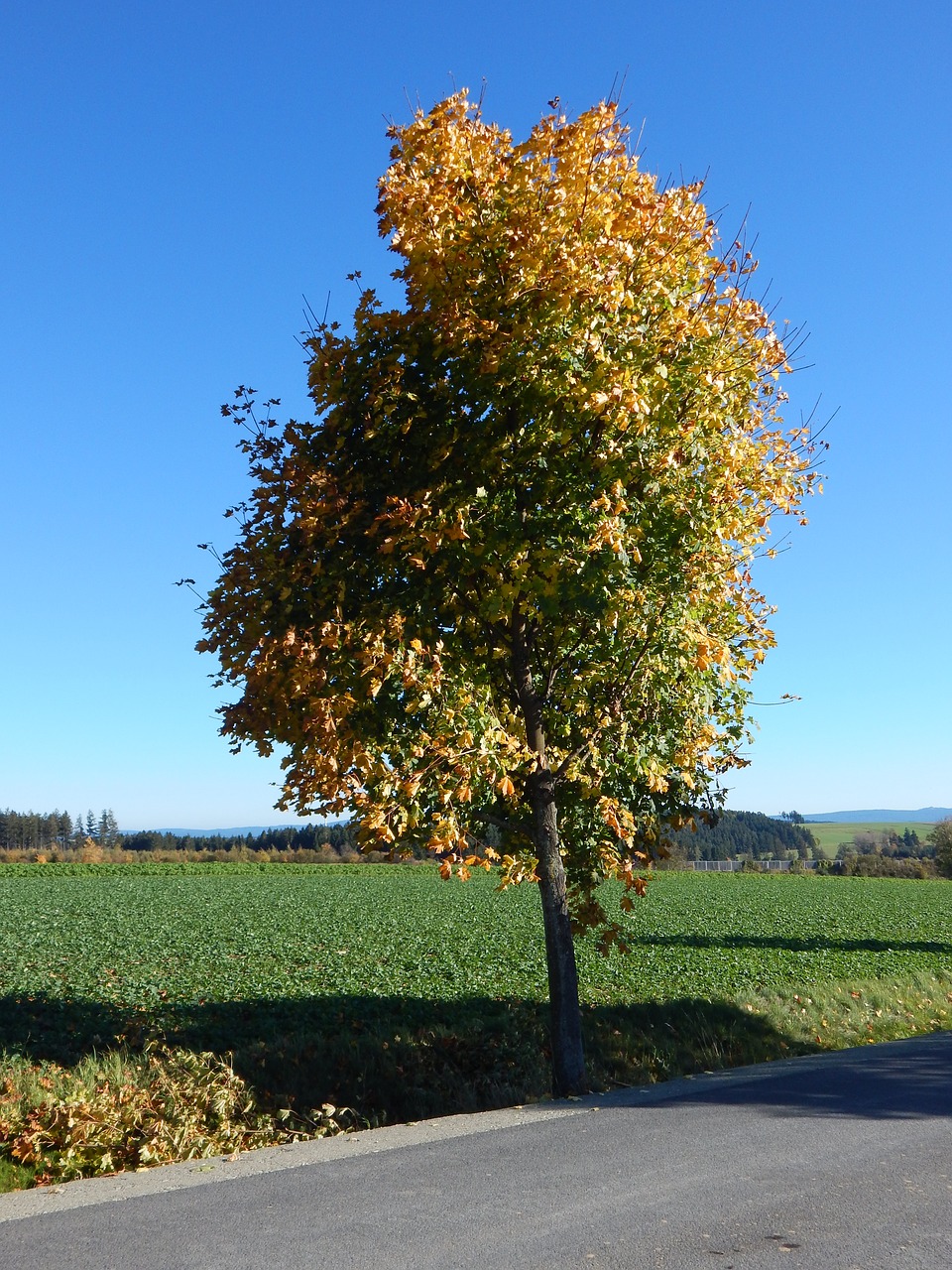 landscape tree autumn free photo