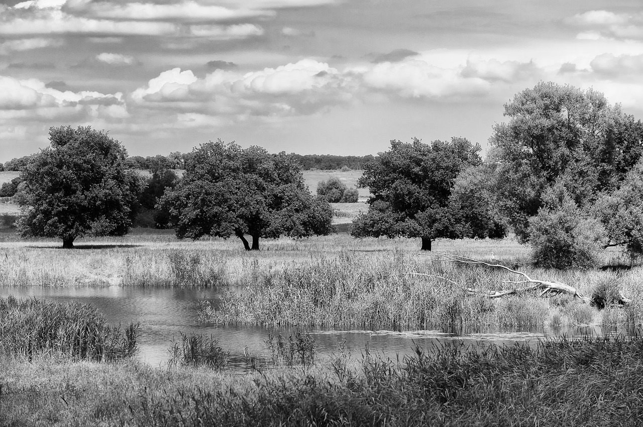 landscape oderbruch nature free photo