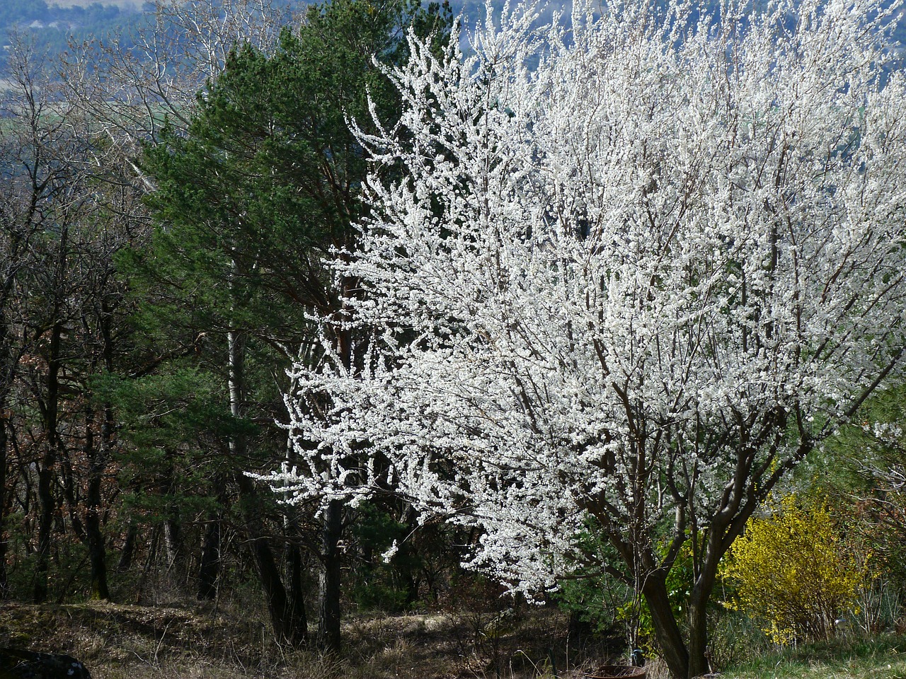 landscape tree flowering free photo