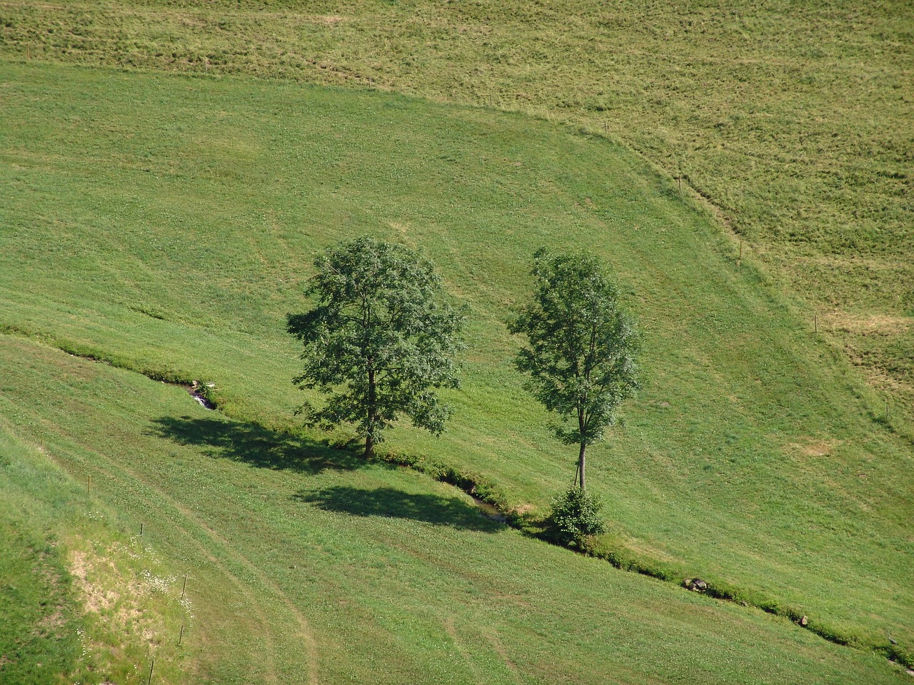 landscape tree meadow free photo