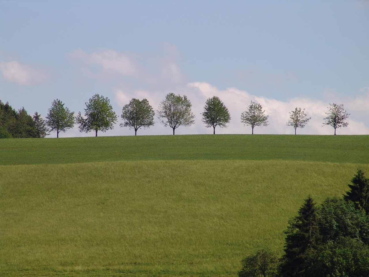 landscape trees meadow free photo