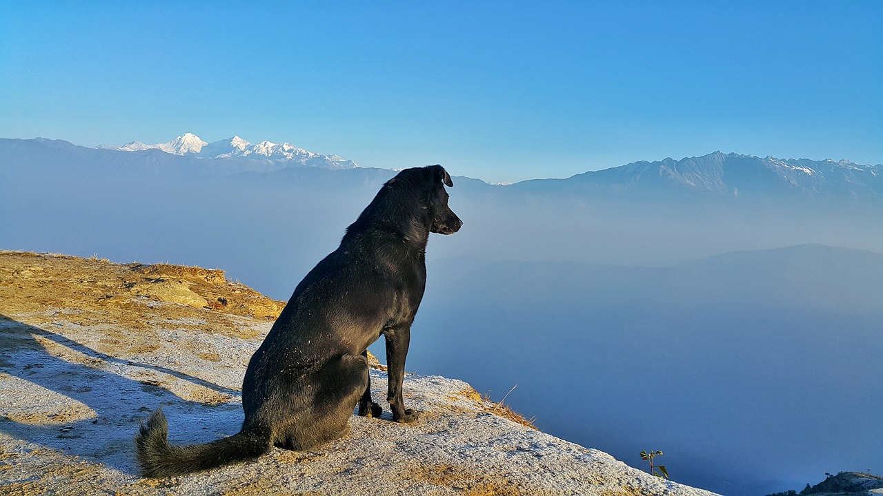 landscape dog outdoor free photo