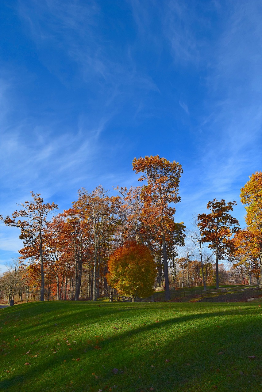 landscape trees nature free photo