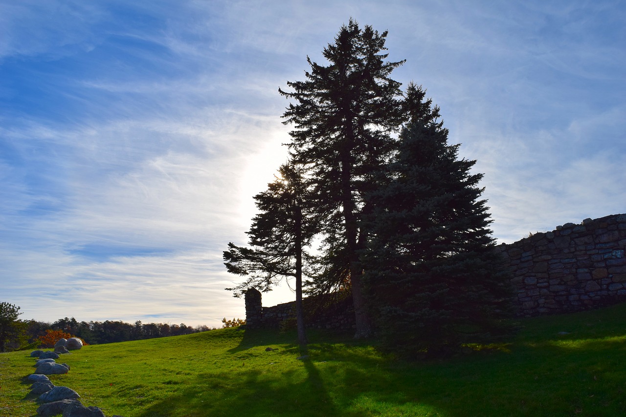 landscape trees sun free photo