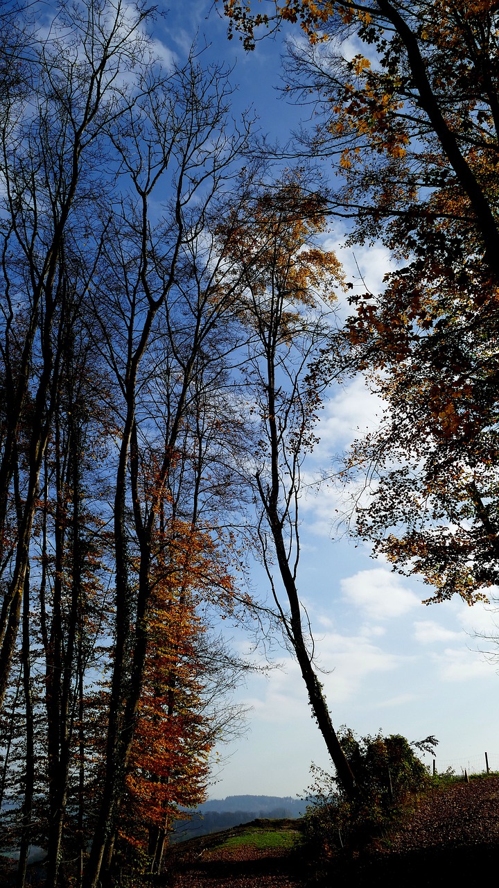 landscape nature edge of the woods free photo