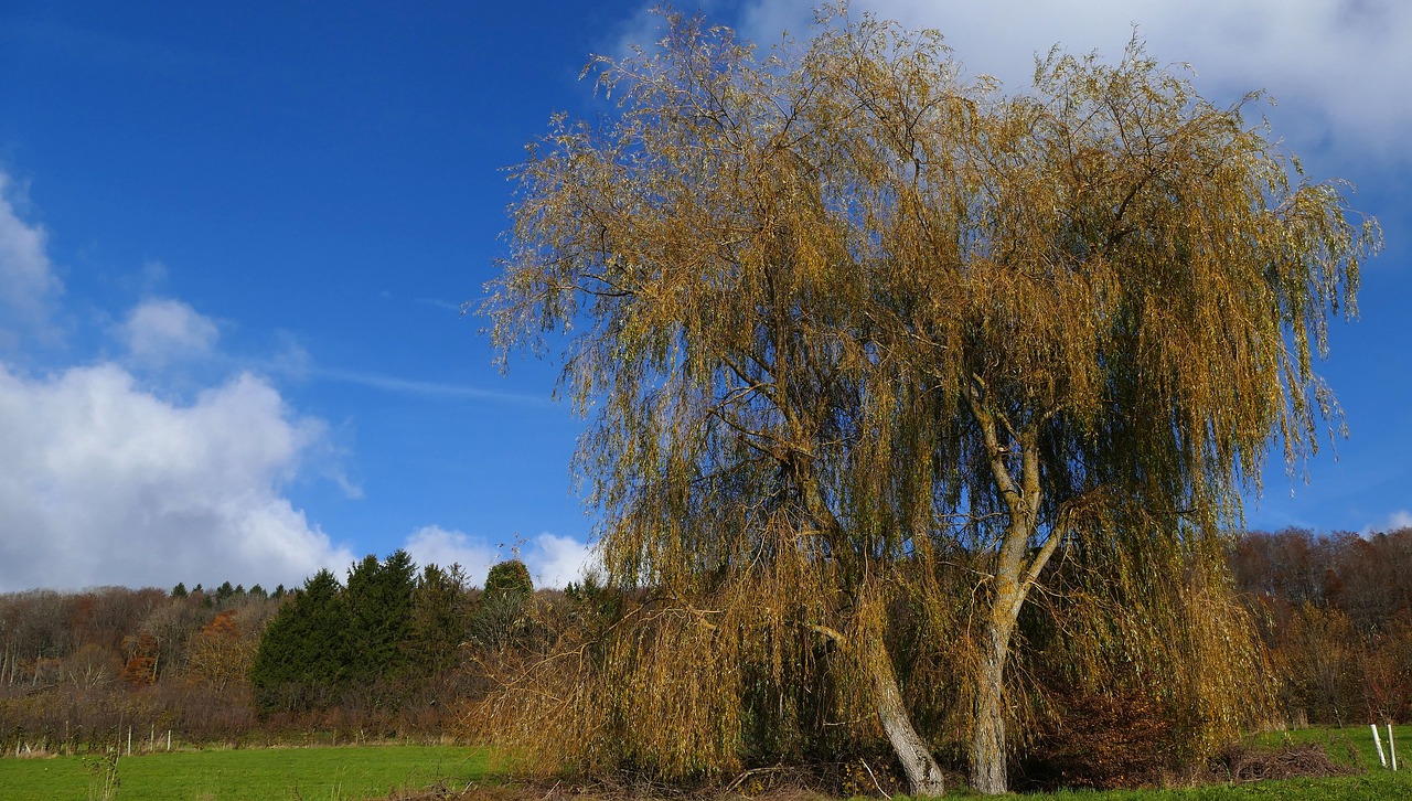 landscape nature sky free photo