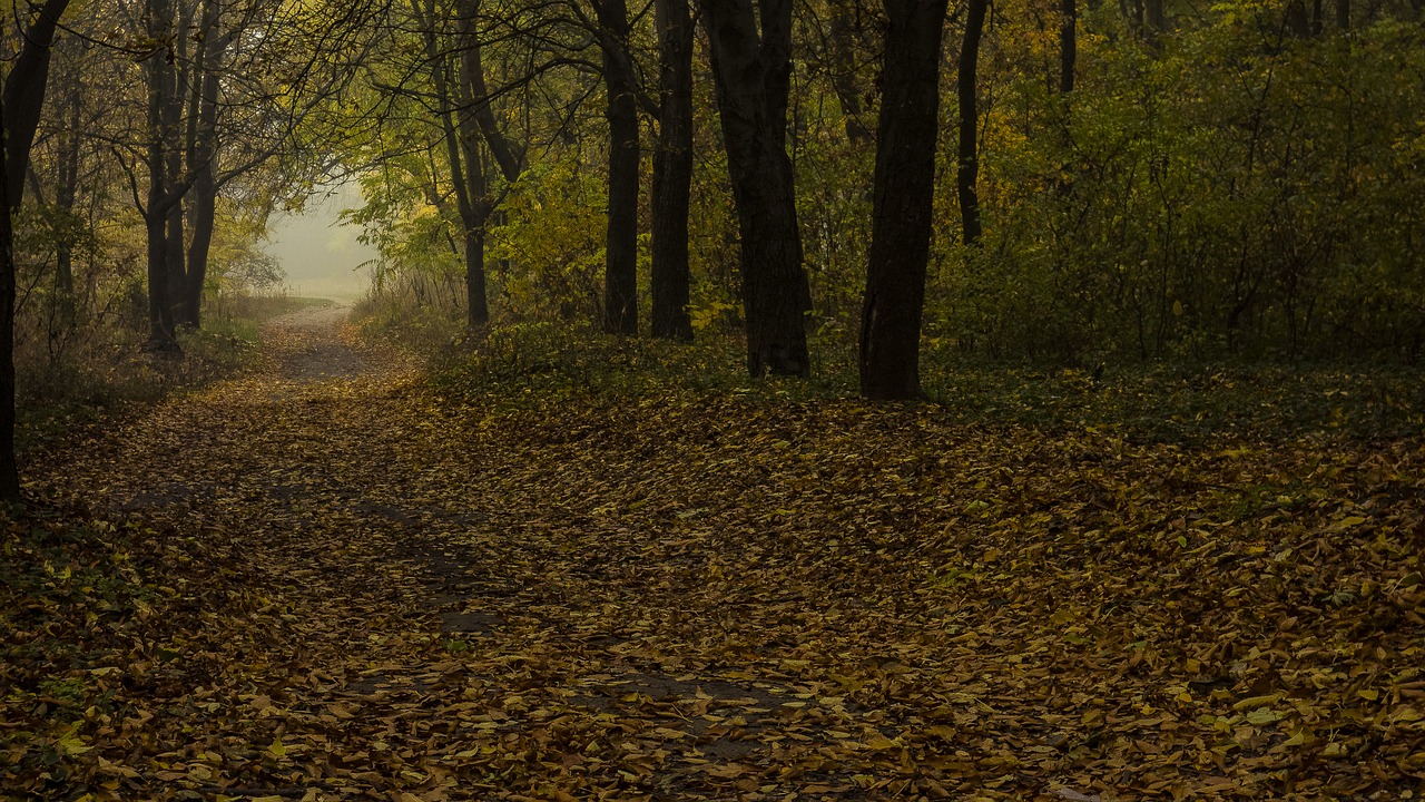 landscape fog trees free photo