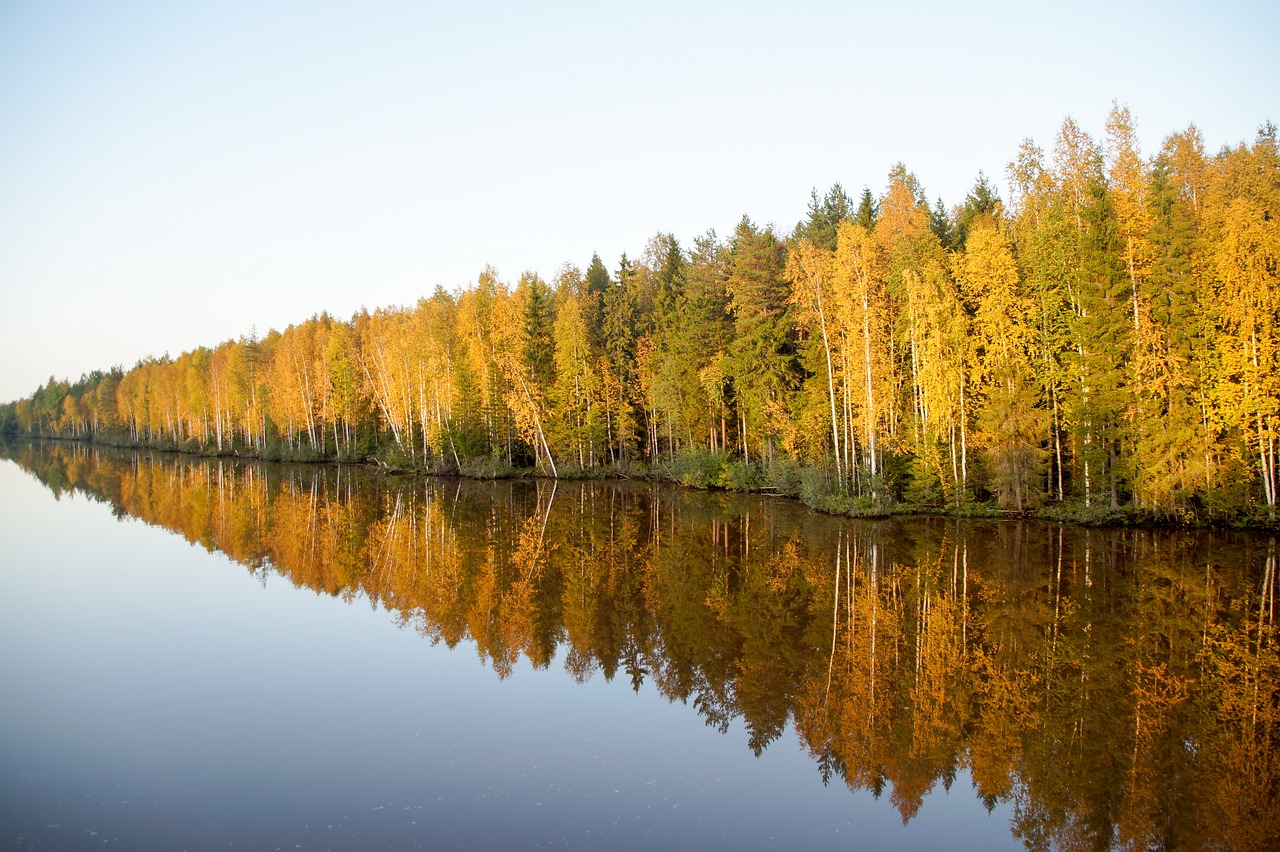 landscape trees autumn free photo