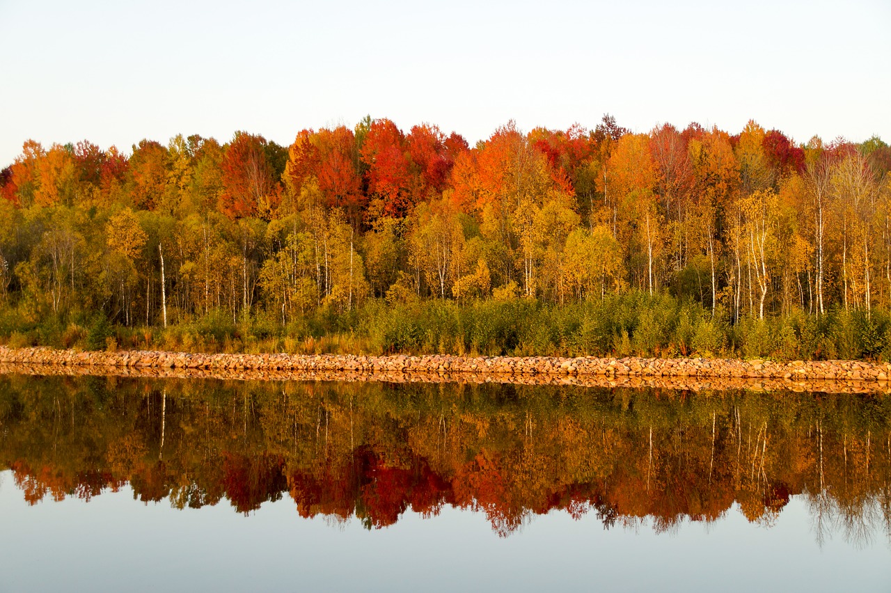 landscape trees nature free photo