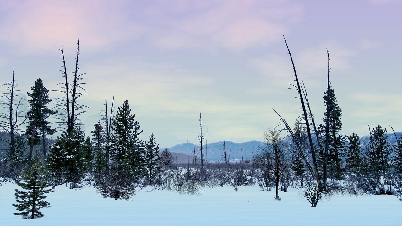 landscape tree snow free photo