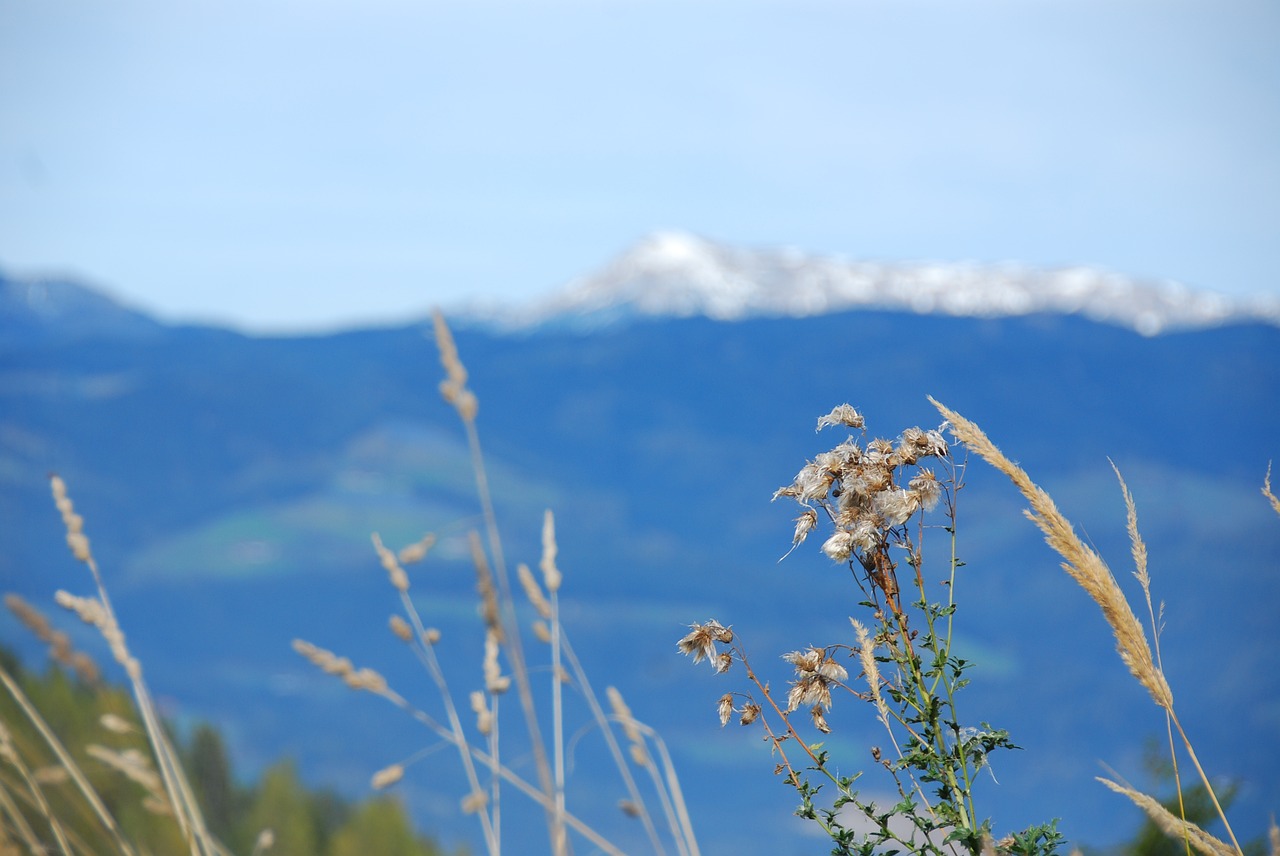 landscape grasses mountains free photo