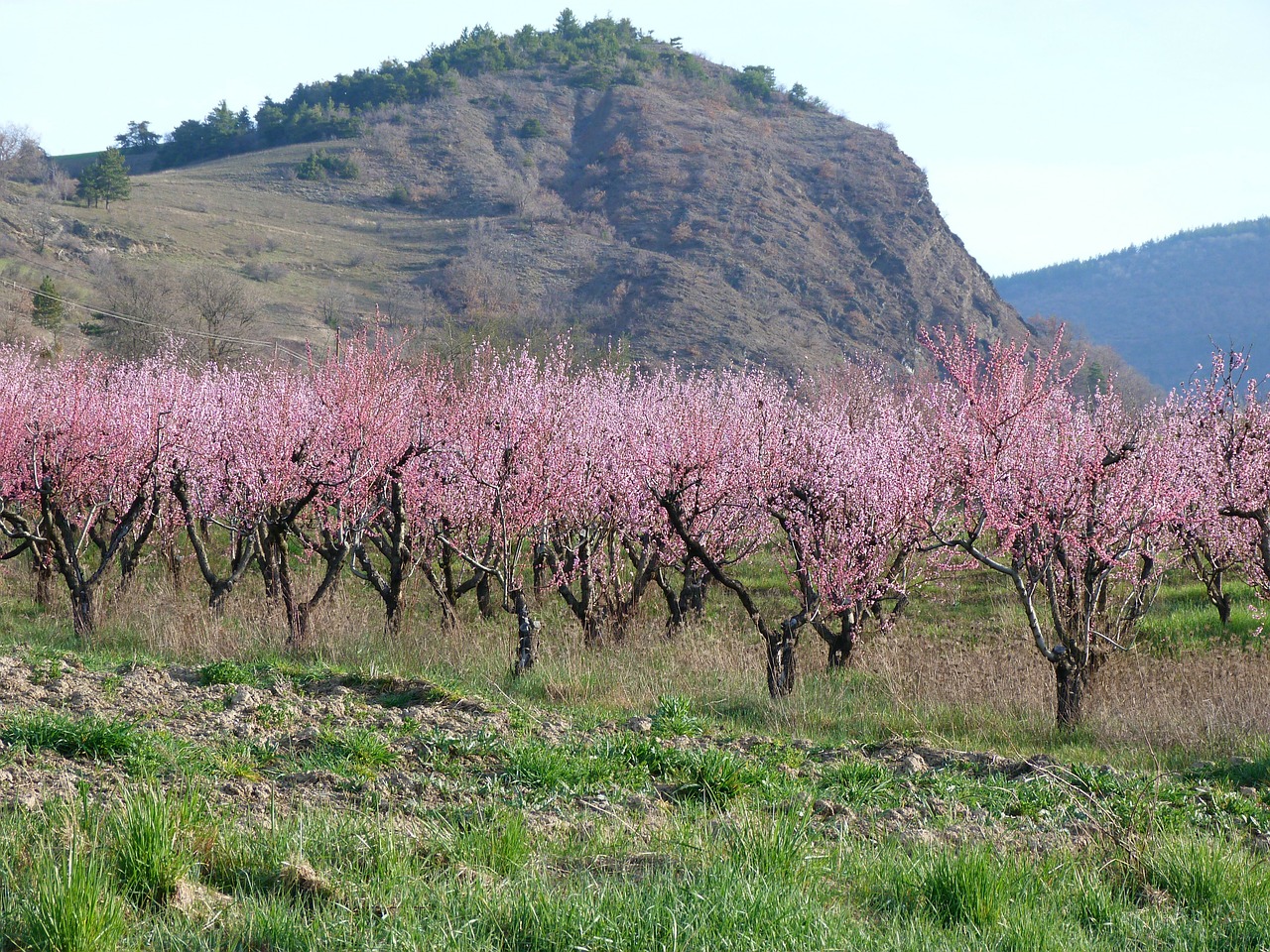 landscape nature orchard free photo