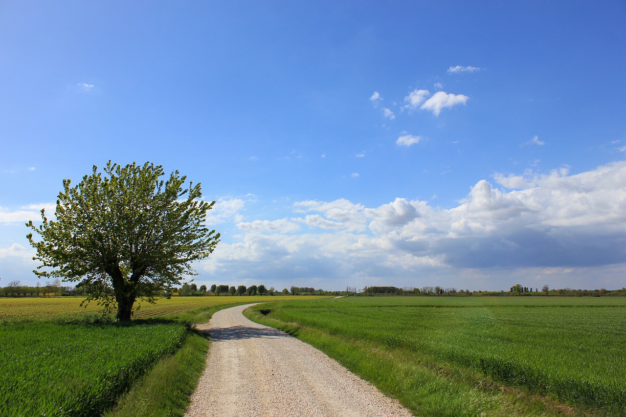 landscape nature tree free photo