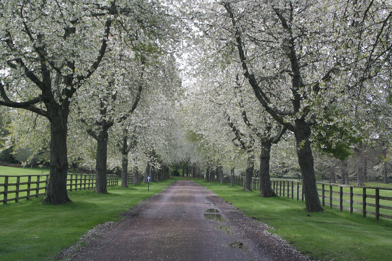 landscape nature trees free photo