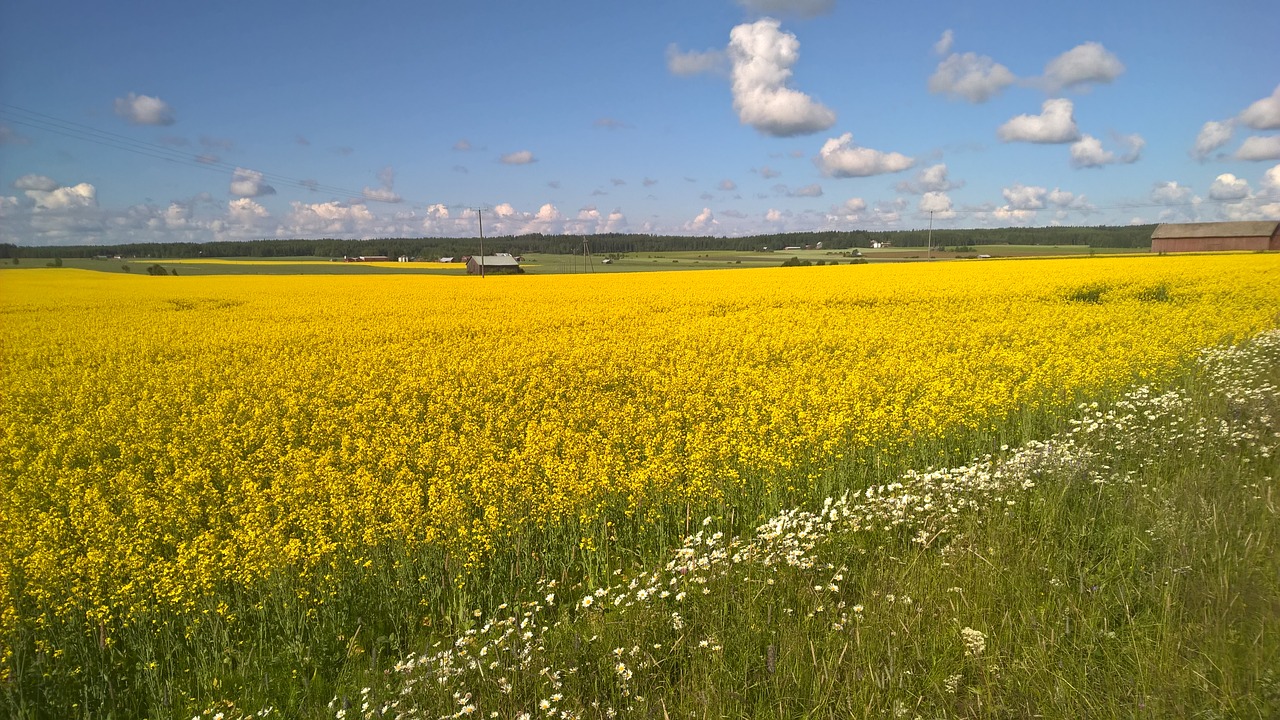 landscape nature harvest free photo