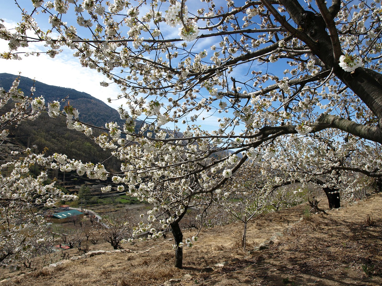 landscape cherry trees sky free photo