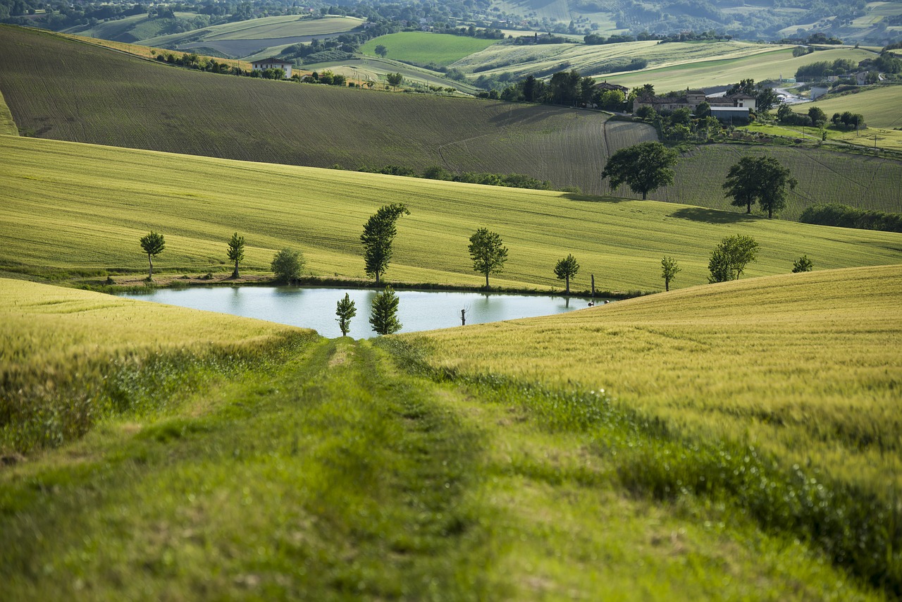 landscape nature field free photo