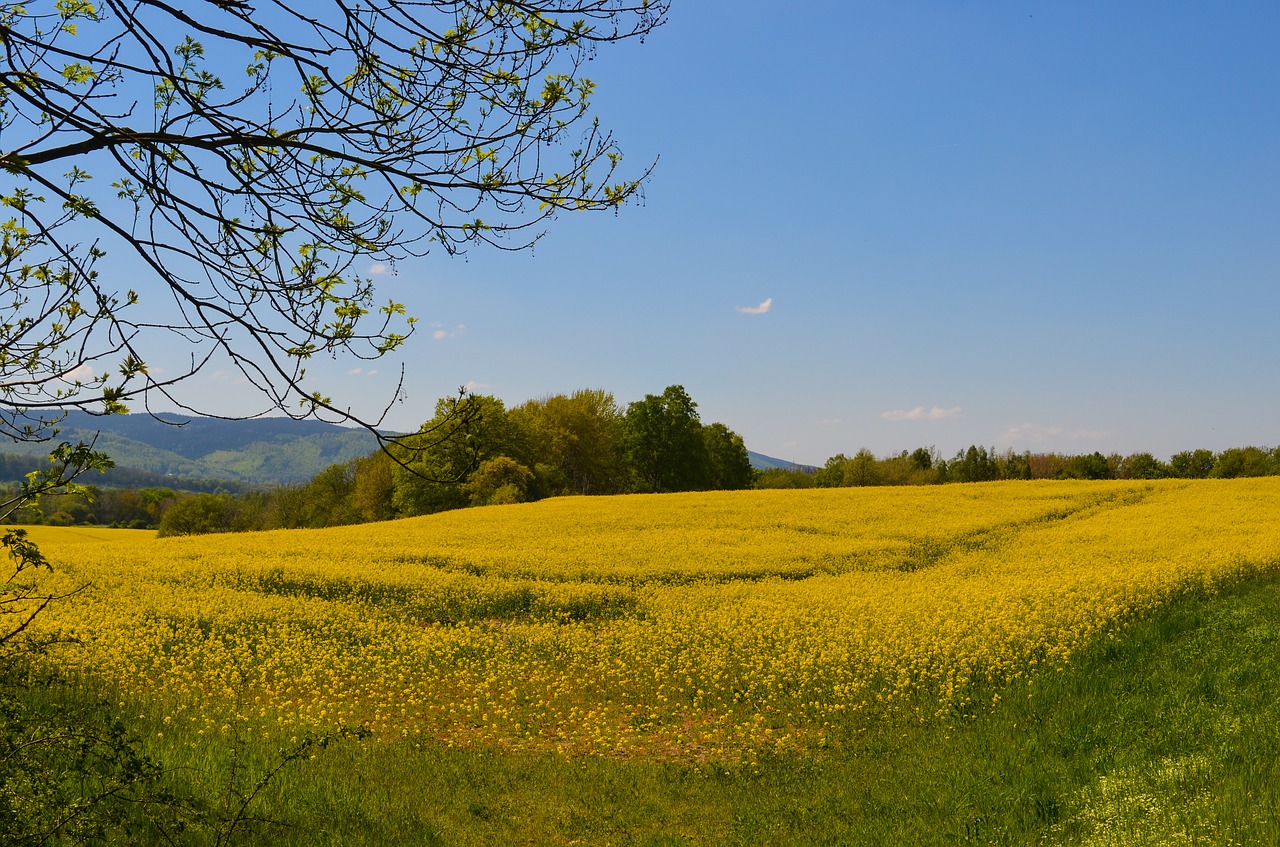 landscape field nature free photo