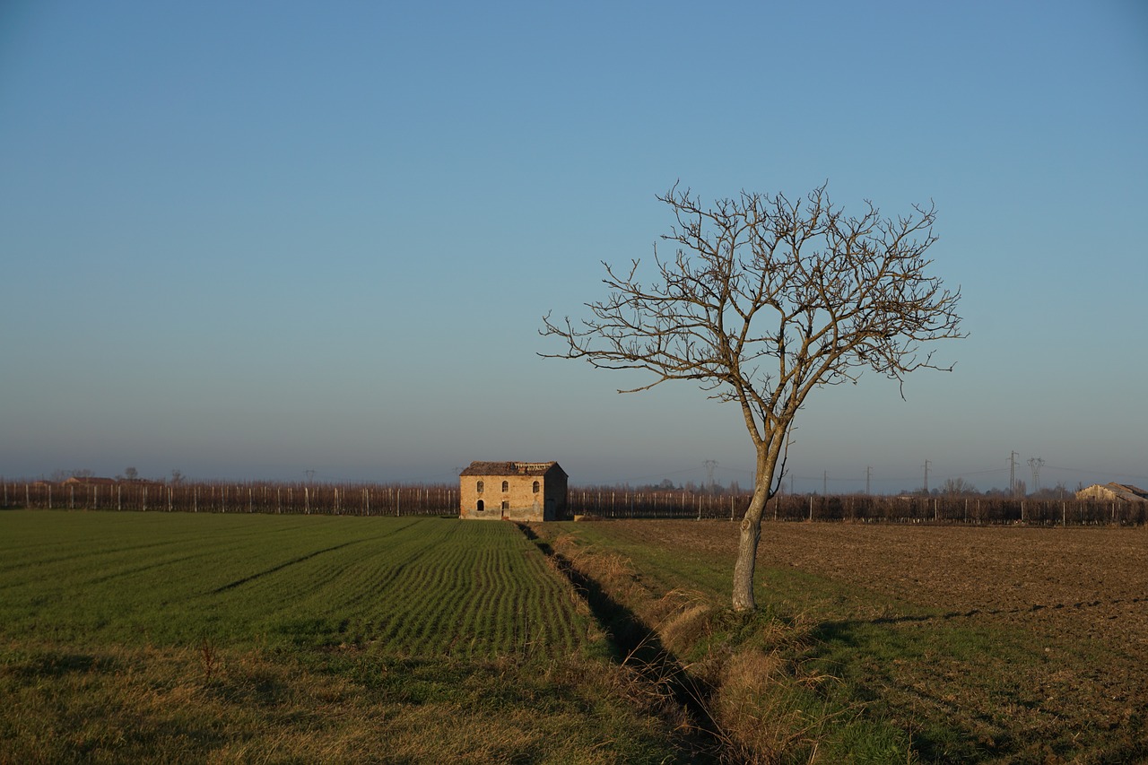 landscape field tree free photo