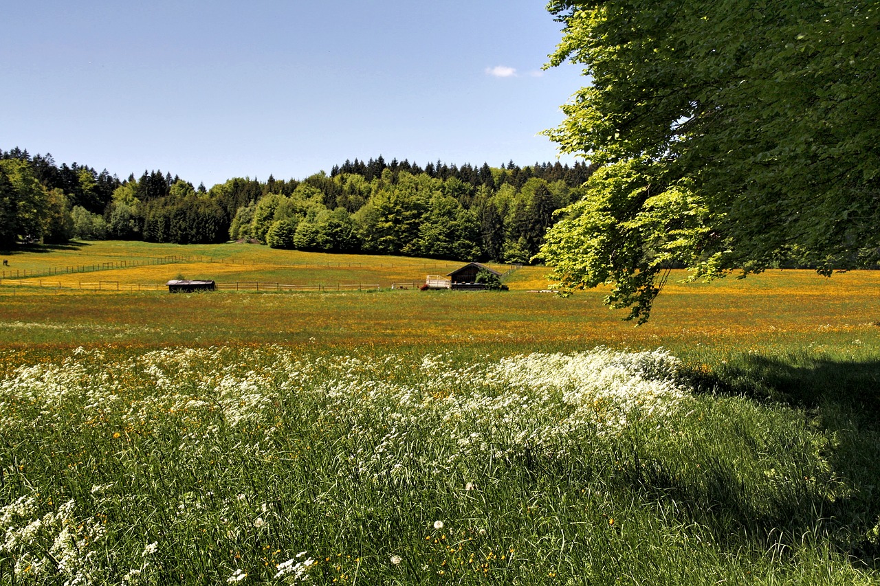 landscape nature grass free photo