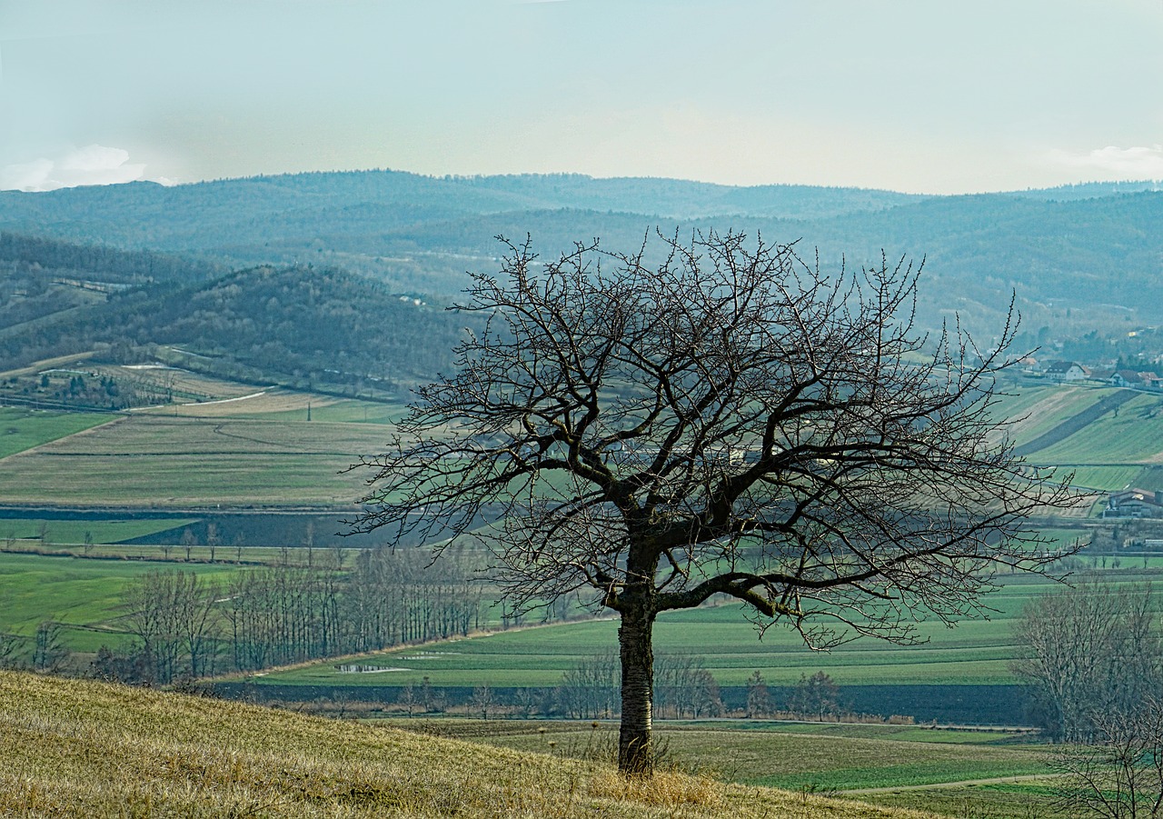 landscape nature tree free photo