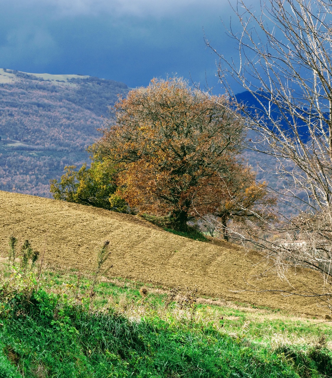 landscape tree nature free photo