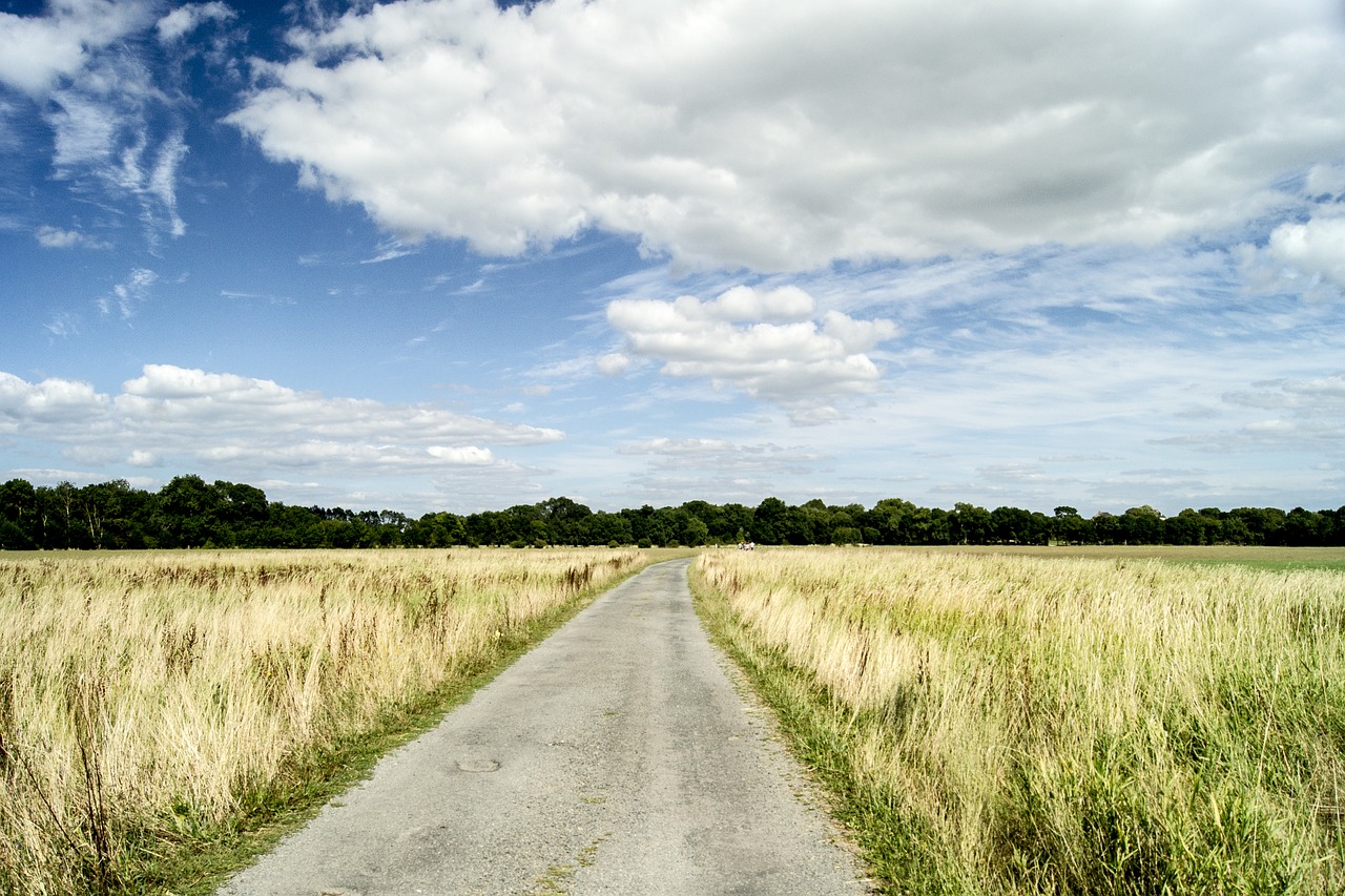 landscape nature field free photo