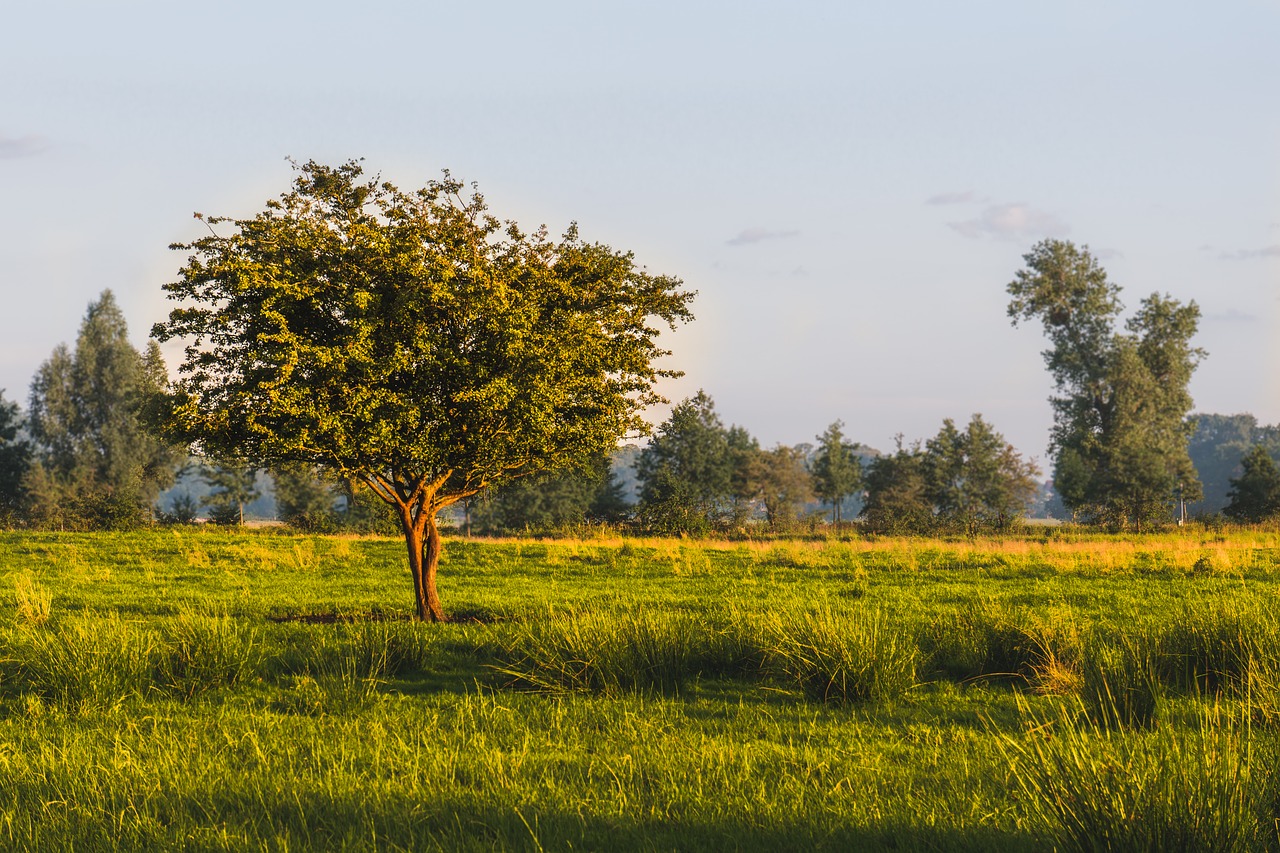 landscape nature tree free photo