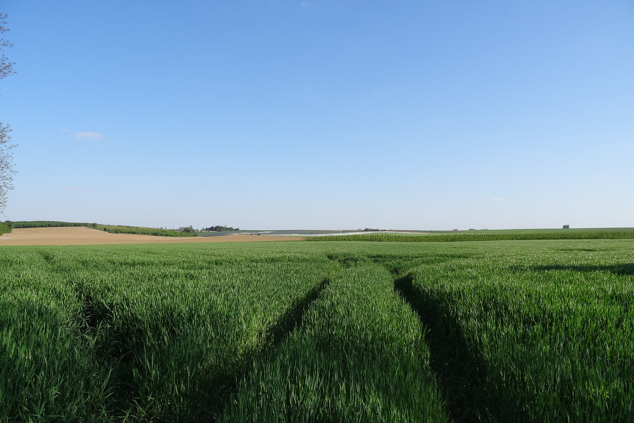 landscape  field  nature free photo