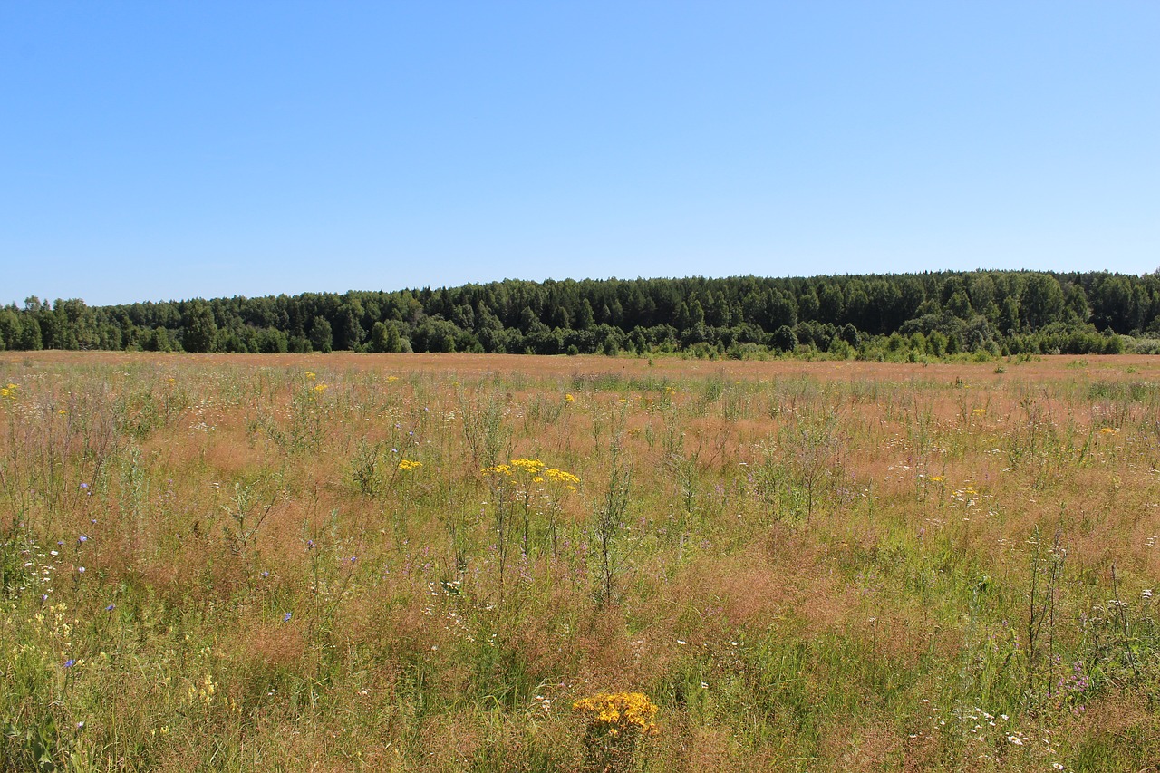 landscape  nature  panoramic free photo