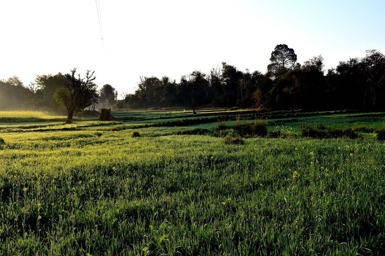 landscape  field  panoramic free photo