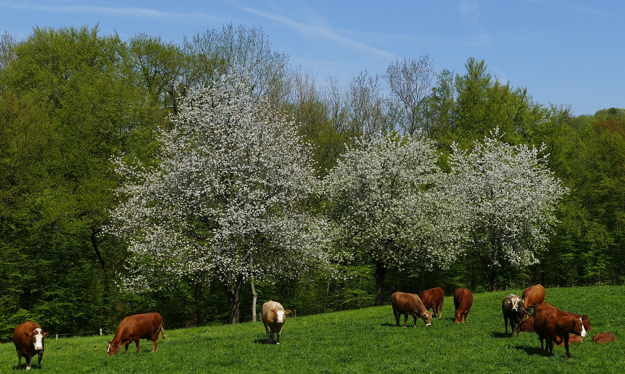 landscape  nature  cows free photo