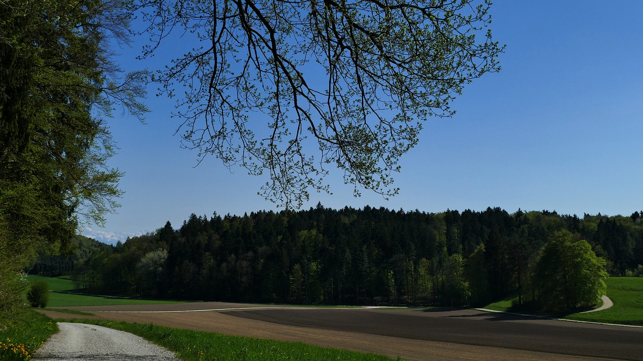 landscape  nature  trees free photo