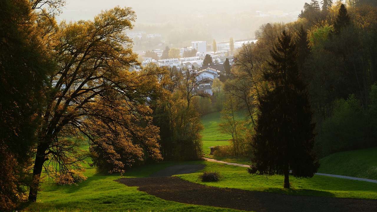 landscape  nature  trees free photo