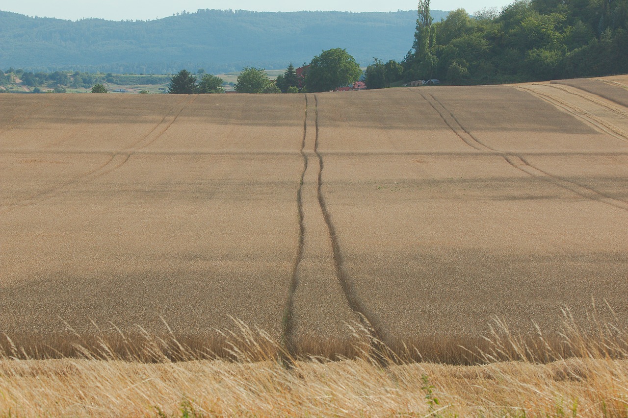 landscape  nature  dry free photo