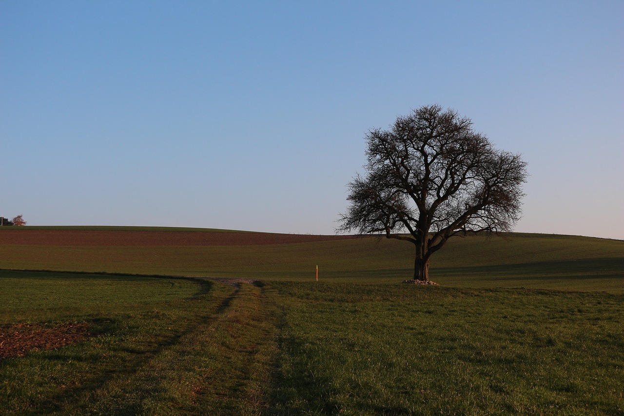 landscape  tree  nature free photo