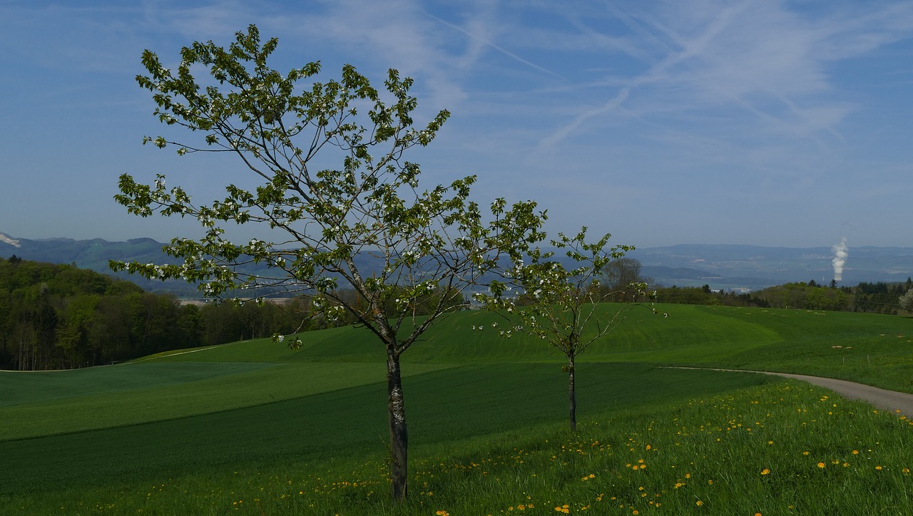 landscape  nature  trees free photo