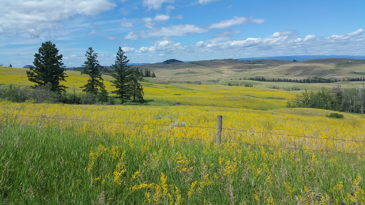 landscape  field  nature free photo