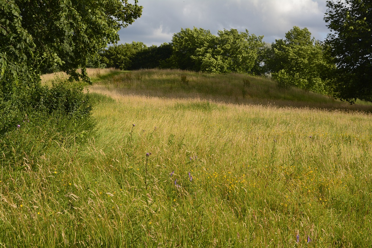 landscape  panorama  grass free photo