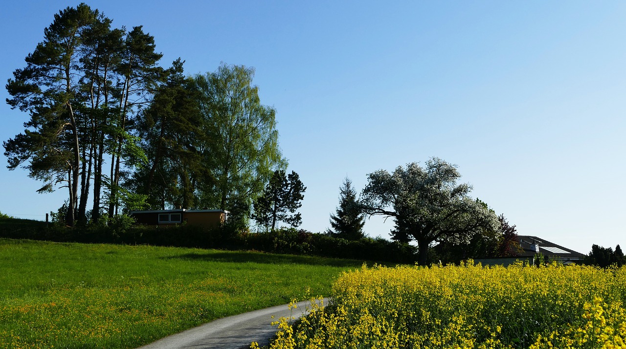 landscape  nature  field of rapeseeds free photo