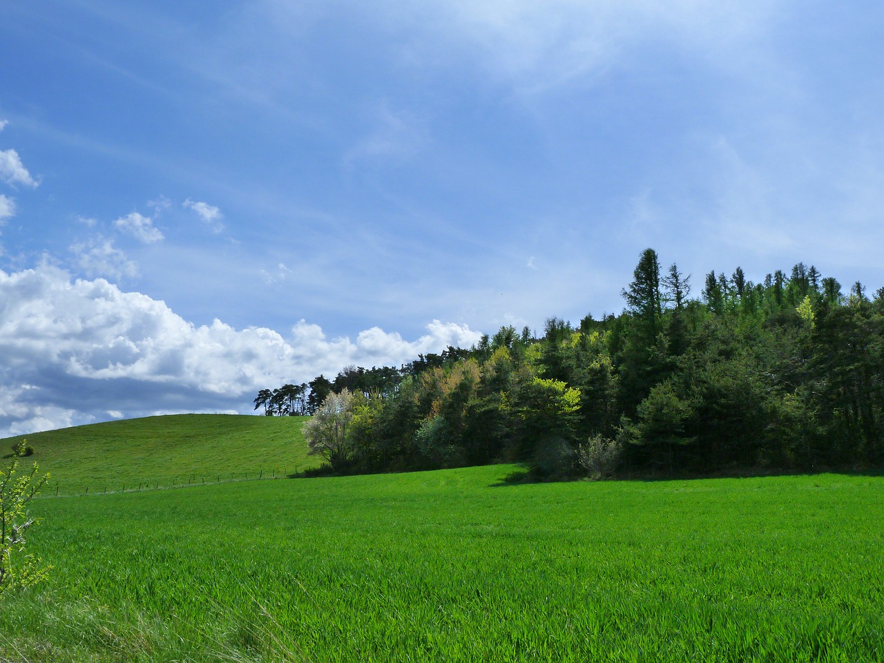 landscape nature green free photo