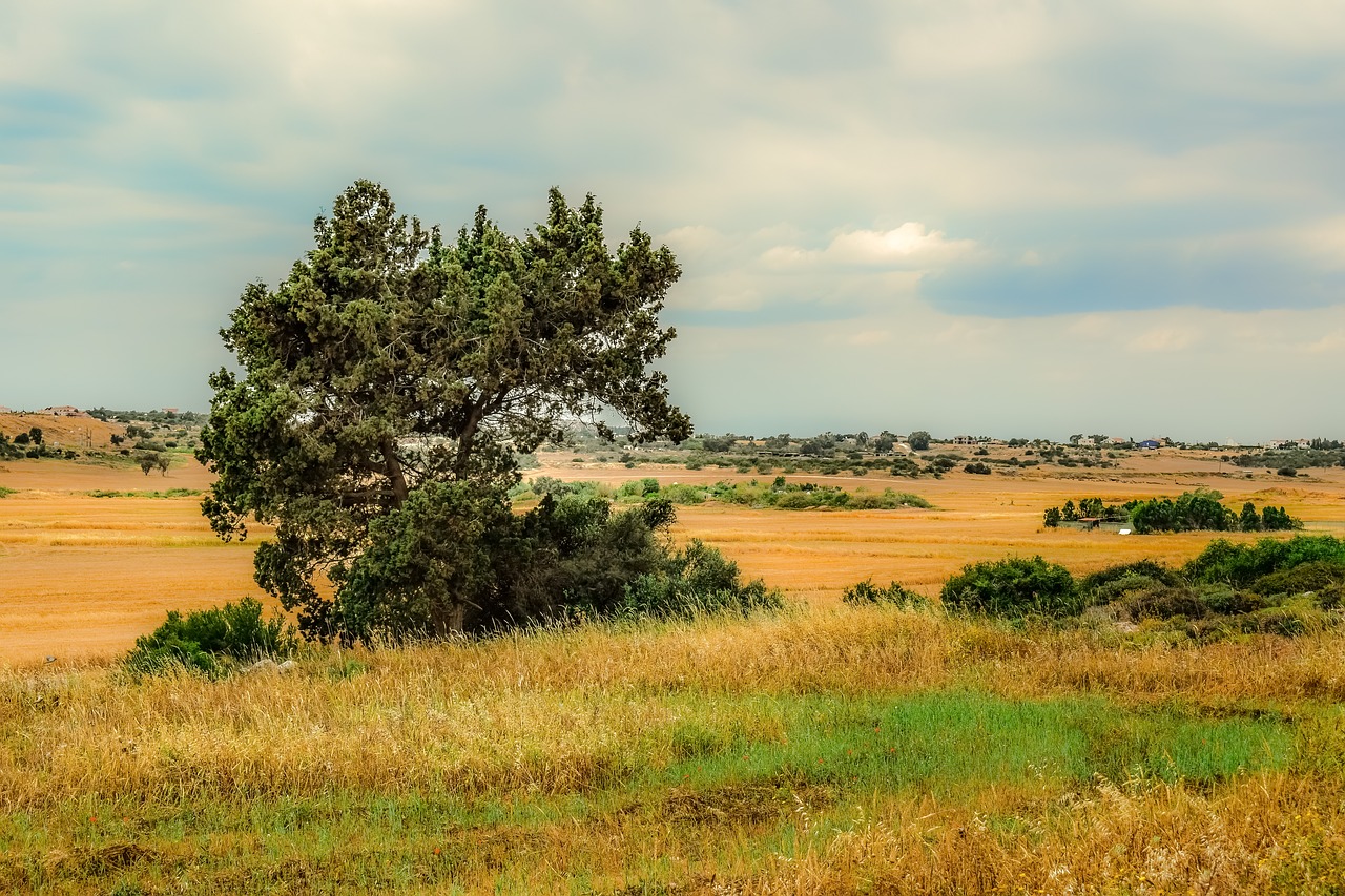 landscape  tree  nature free photo