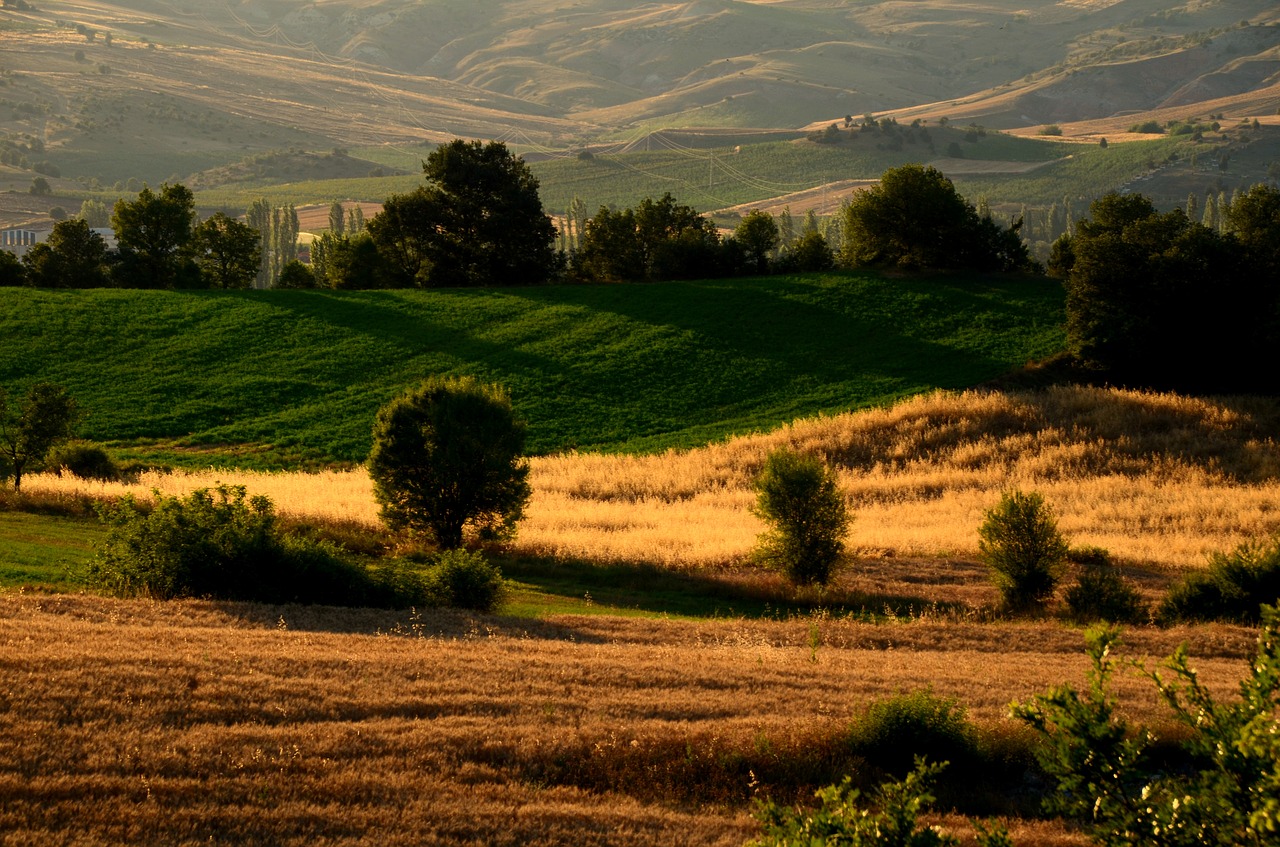 landscape  tree  taylor free photo