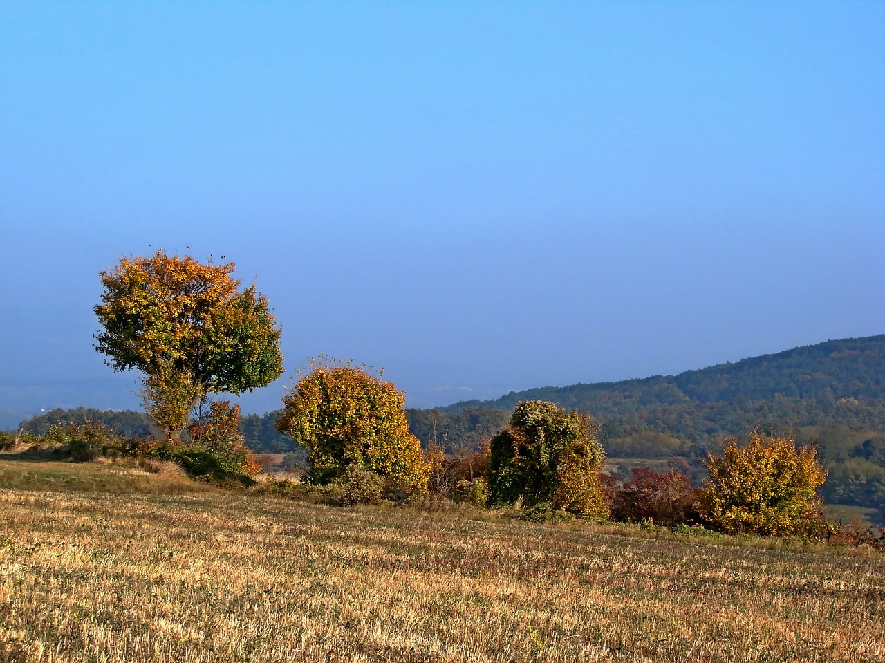 landscape  nature  tree free photo