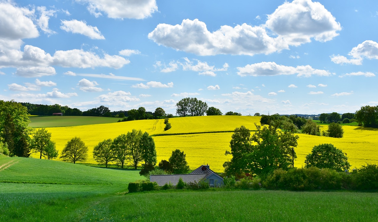 landscape  nature  oilseed rape free photo