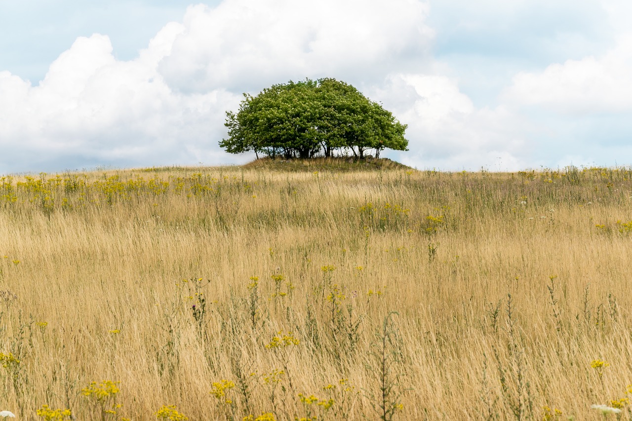 landscape  nature  field free photo